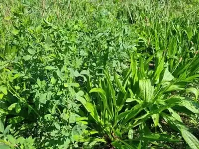 Plantago Menor y Alfalfa: Una Sinergia Revolucionaria para Forrajes y Protección de Aguas Subterráneas