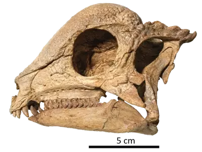 The Remarkable Discovery of Zavacephale Rinpoche: A New Perspective on Dome-Headed Dinosaurs