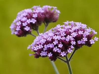 Guía Completa para el Cultivo Exitoso de la Verbena en Macetas