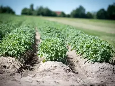 Descubrimiento Revolucionario: Cómo un Patógeno Desactiva las Defensas de las Plantas y Amenaza los Cultivos Globales