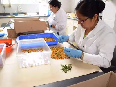Perú Salvaguarda la Biodiversidad de Ajíes Nativos en Svalbard