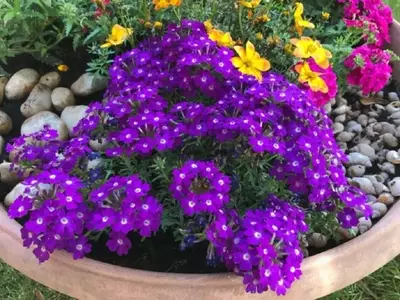 Cuidado invernal de la verbena: Guía completa para su protección, poda y riego