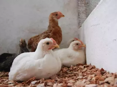 Solución Natural para la Coccidiosis Aviar: El Poder de Ajo, Cúrcuma, Canela y Orégano