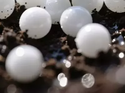 Mejora de la Sanidad Vegetal mediante la Fertilización del Suelo