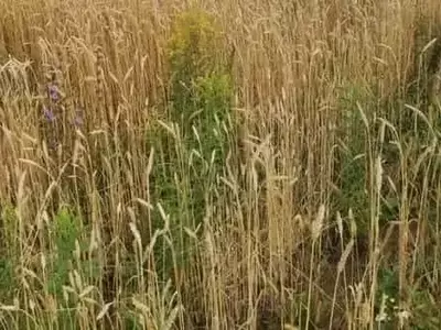Innovación en Bioherbicidas: Un Vistazo a las Nuevas Soluciones Agrícolas