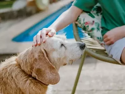 The Efficacy and Safety of Dry Shampoo for Canine Companions