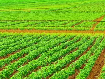 La nanotecnología: Reconfigurando el futuro de la agricultura de precisión