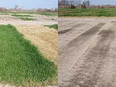 Herbicidas residuales de otoño: la clave contra el raigrás italiano resistente al glifosato