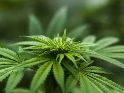El Boom del Cannabis en África Austral: ¿Quién se Beneficia Realmente?