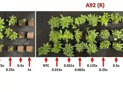 La Resistencia del Amaranto a Herbicidas: Un Desafío en Evolución para la Agricultura