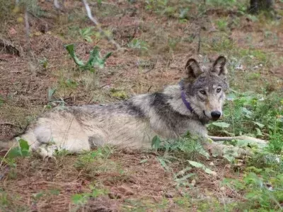 California Euthanizes Four Gray Wolves Amidst Unprecedented Livestock Predation