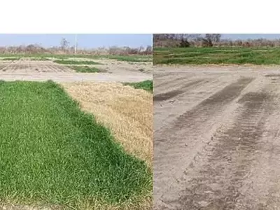 Descubrimiento de un nuevo herbicida para el control del raigrás resistente al glifosato