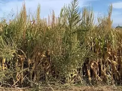 La Resistencia del Amaranto Palmer Amenaza la Producción de Maíz en España