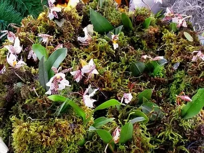 Descubriendo la Fascinante Diversidad de las Orquídeas y su Cultivo