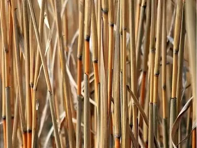 Mejora del Sorgo de Alta Biomasa: Avances en Rendimiento y Calidad con Manejo de Nitrógeno
