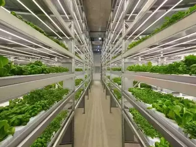 Optimización del Cultivo de Lechuga Mediante Iluminación LED Inteligente en Entornos Controlados