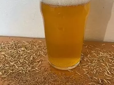Cerveza Sostenible: El Caso Revolucionario de Kernza en la Agricultura