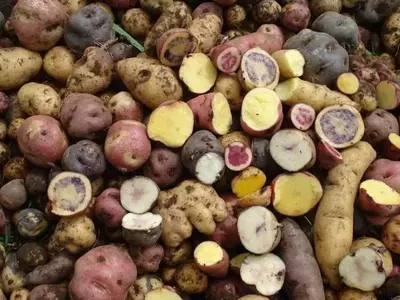 Innovación Agrícola: Variedades de Papa Criolla Más Eficientes en el Uso de Nitrógeno Promueven la Sostenibilidad