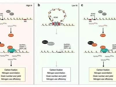 Revolución Genética en el Arroz: El Bucle 3D del ADN Potencia Rendimiento y Sostenibilidad