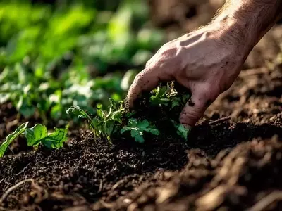 Cómo Fabricar Tu Propio Biofertilizante Casero para Plantas