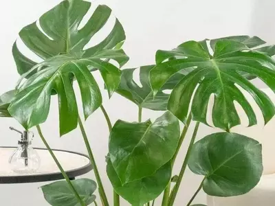 Secretos de vivero para una Monstera exuberante: Estrés hídrico controlado y el truco del agua