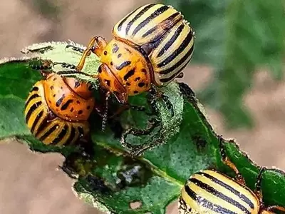 Pesticida de ARN: La Nueva Esperanza Contra el Escarabajo de la Papa de Colorado