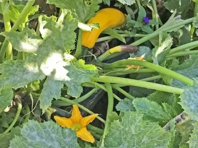 Las calabazas pueden acumular contaminantes peligrosos del suelo, advierte un nuevo estudio