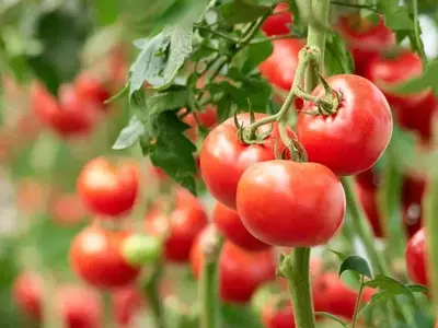 Un Vínculo Ancestral: Papa y Tomate Comparten Origen de Hace Nueve Millones de Años