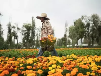 El Cambio Climático Amenaza la Flor de Cempasúchil en Xochimilco