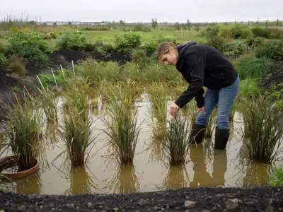 El arroz irrumpe en el Reino Unido: la revolución agrícola impulsada por el cambio climático