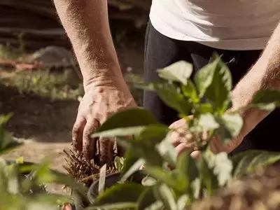Amelanchier Lamarckii: Un Tesoro Versátil para el Jardín Moderno