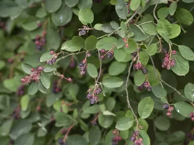 Amelanchier Spicata: La Elección Perfecta para tu Jardín por su Belleza y Versatilidad