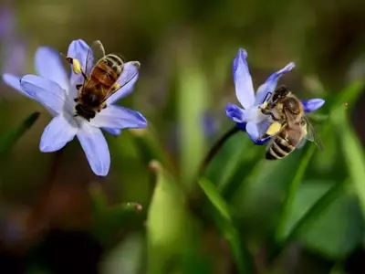 La Abeja Ibérica en Peligro Crítico: Amenazas Múltiples y Esfuerzos de Conservación