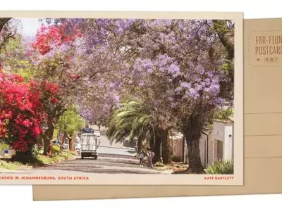 Johannesburg's Spring Transformation: A Jacaranda Spectacle