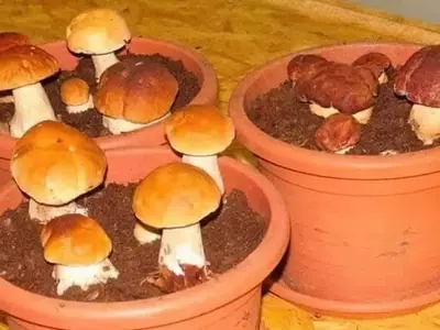 Cultivo Doméstico de Setas Comestibles: Una Tendencia Sostenible en Crecimiento