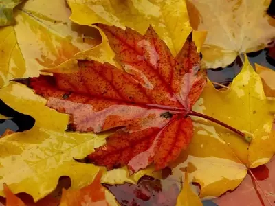 The Enigma of Autumn's Red Leaves: Scientists Divided on the Cause