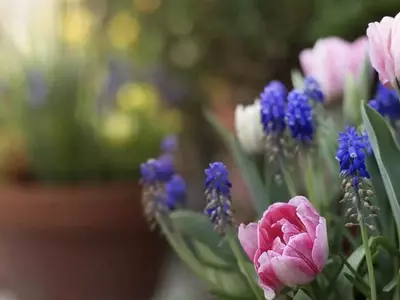 Crea un Jardín Espectacular en Maceta con la Técnica de la Lasaña de Bulbos