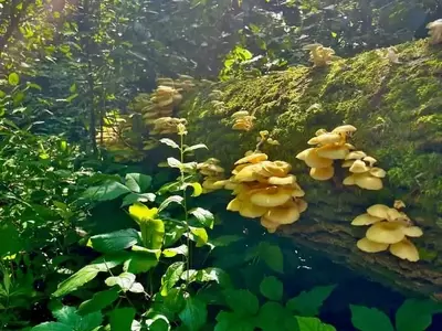 Advertencia sobre la proliferación de hongos ostra dorados cultivados en Florida