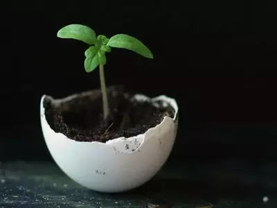 Cómo Transformar Cáscaras de Huevo en un Poderoso Fertilizante Natural para tu Jardín