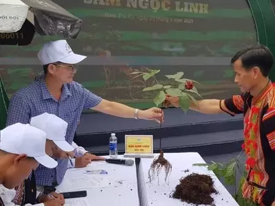 Da Nang Impulsa el Ginseng Ngoc Linh: Expansión, Conservación y Mercado Global
