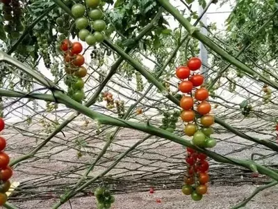 Innovación Española: Tomates Cultivados con la Mitad de Agua y Fertilizantes