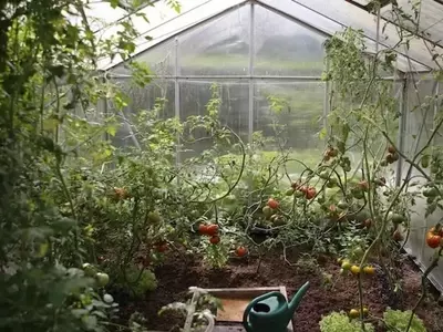 Guía de siembra y cuidado del huerto y jardín en diciembre
