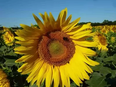 Innovación alimentaria: Desarrollan sustituto de carne a base de girasol con alto valor nutricional