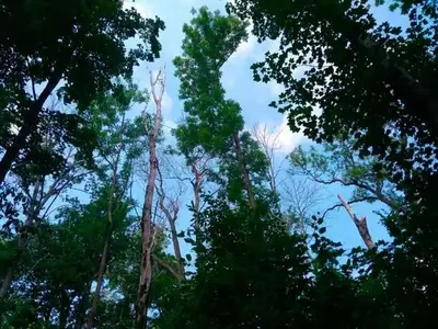 Estrategias de Regeneración del Roble en Bosques Afectados por el Cambio Climático