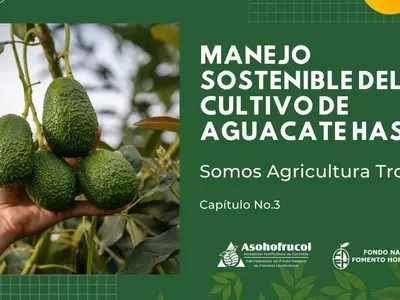 Guía Integral para el Cultivo Sostenible del Aguacate: Maximizando la Producción y Protegiendo el Entorno