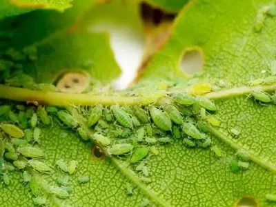 Soluciones Ecológicas para Eliminar Pulgones en tu Jardín