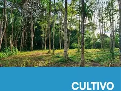 Guía Integral para el Cultivo del Almendro (Choibá)