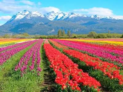 La celebración de los Tulipanes en Trevelin: Color, música y una lluvia inolvidable de pétalos