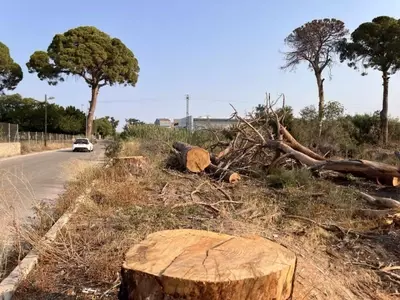 Pinos Centenarios de Churra: Un Patrimonio en Peligro