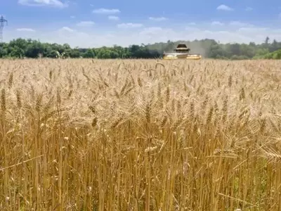 La Rotación de Cultivos: Clave para el Rendimiento Agrícola, Nutrición y Sustentabilidad